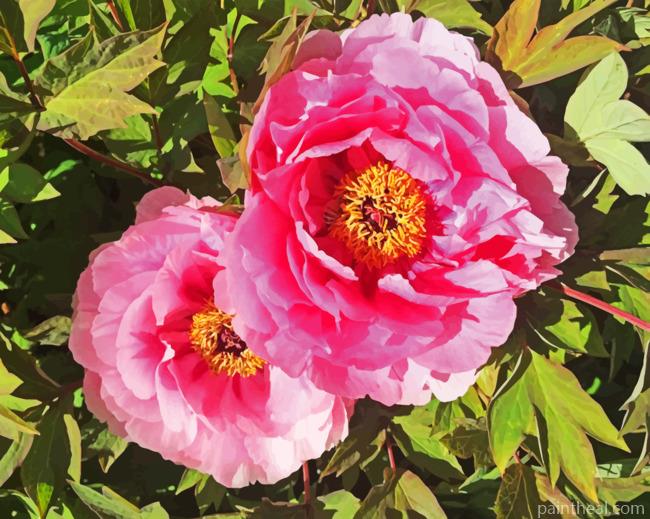 Peonies Painting By Numbers Kits