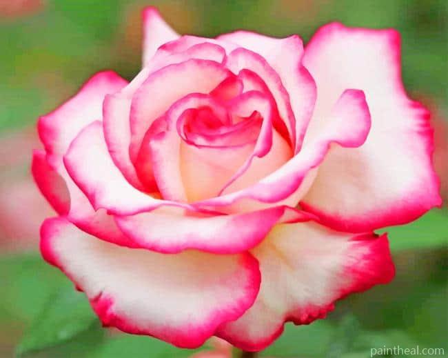 White Pink Rose Painting By Numbers Kits