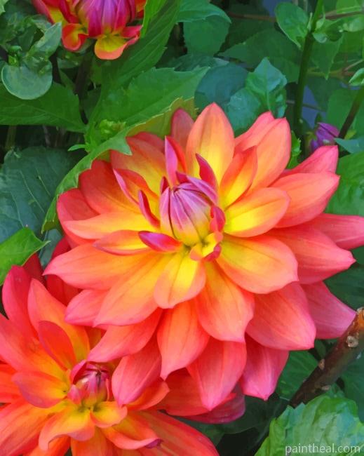 Dahlia Firepot Painting By Numbers Kits