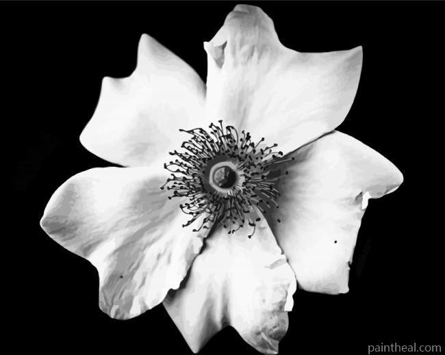 Black And White Flower Painting By Numbers Kits