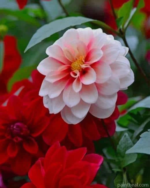 Dahlia Plant Painting By Numbers Kits