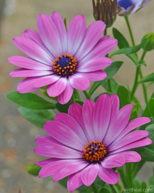 Purple African Daisies Painting By Numbers Kits