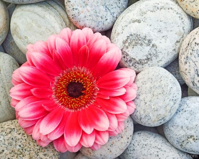 Gerbera Flower On Stones Painting By Numbers Kits