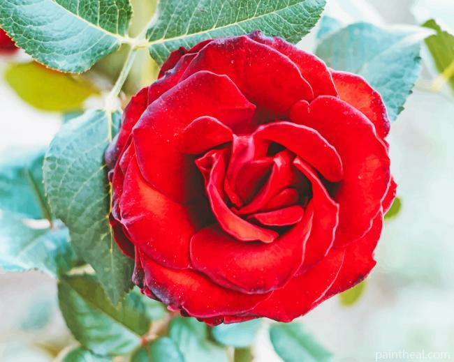 Red Blossom In Garden Painting By Numbers Kits