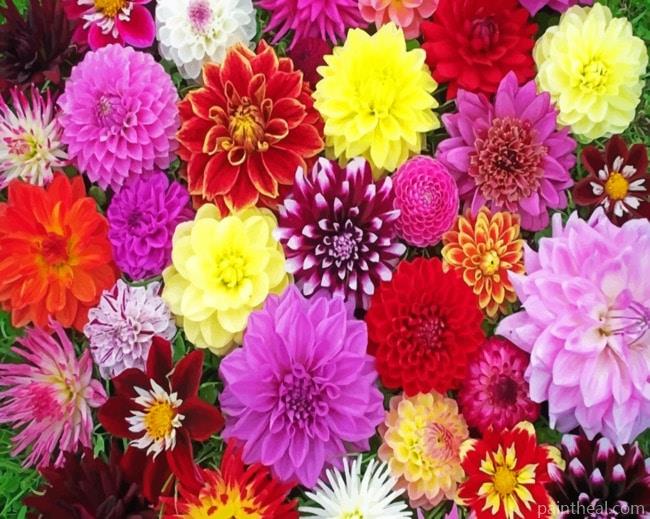 Dahlias Collection Painting By Numbers Kits
