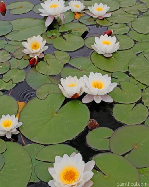 White Lotus Flowers Painting By Numbers Kits