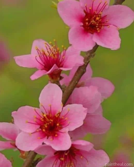 Peach Blossom Flower Painting By Numbers Kits