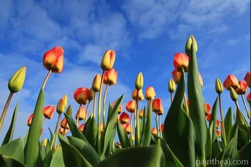 Blooming Tulips Painting By Numbers Kits