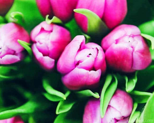 Purple Shallow Tulips Painting By Numbers Kits