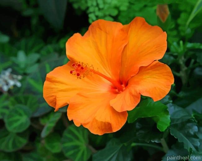 Orange Hibiscus Flower Painting By Numbers Kits