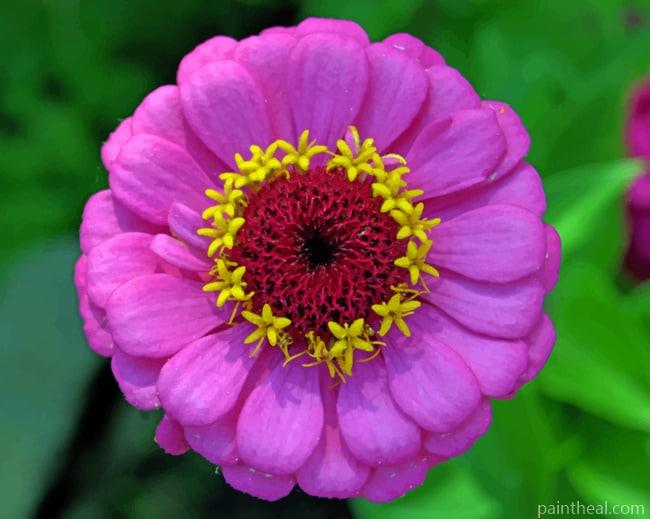 Zinnia Purple Flower Painting By Numbers Kits