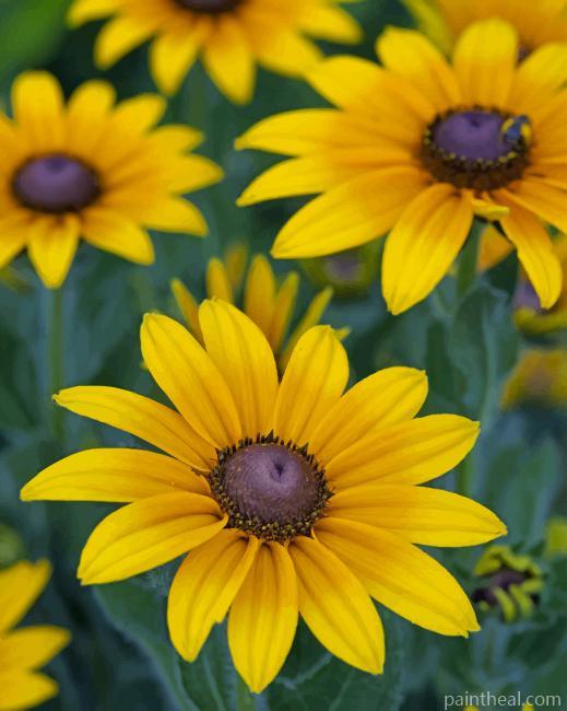 Black Eyed Susan Flower Painting By Numbers Kits