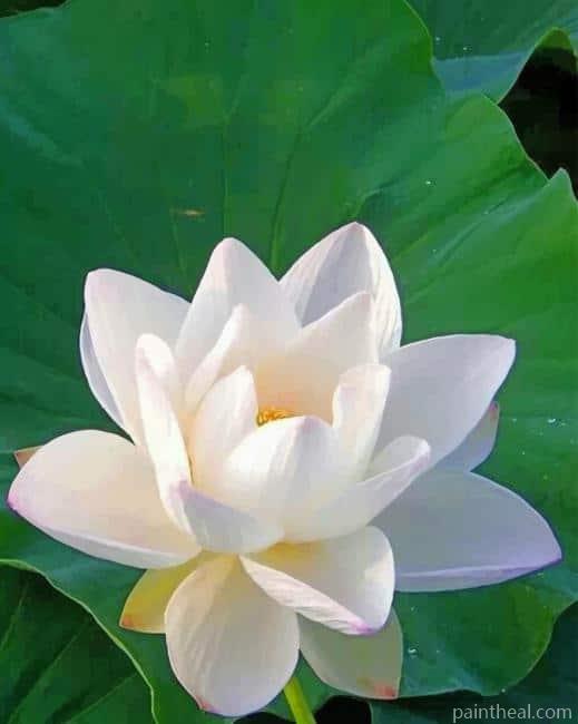 Lotus White Flower Painting By Numbers Kits