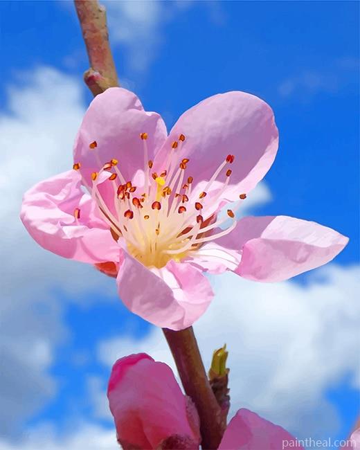 Pink Cherry Blossom Flower Painting By Numbers Kits
