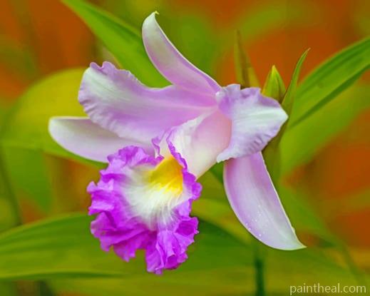 Orchid Cattleya Purple Flower Painting By Numbers Kits