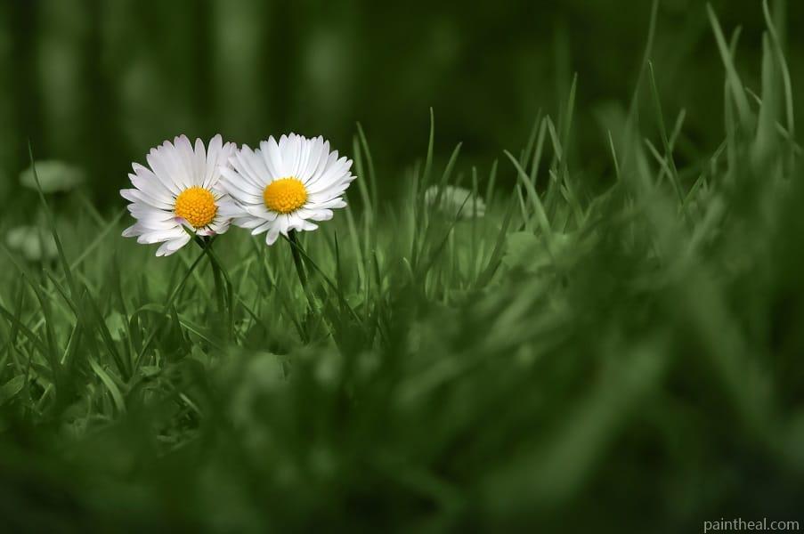 White Daisies Painting By Numbers Kits