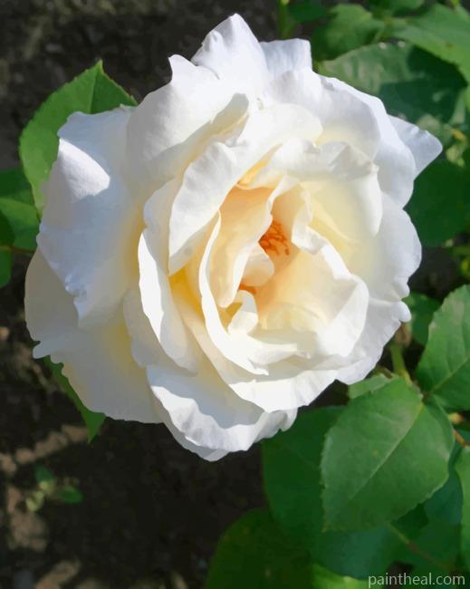 Cape Jasmine Painting By Numbers Kits