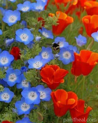 California Poppy Red Chief Flowers Painting By Numbers Kits