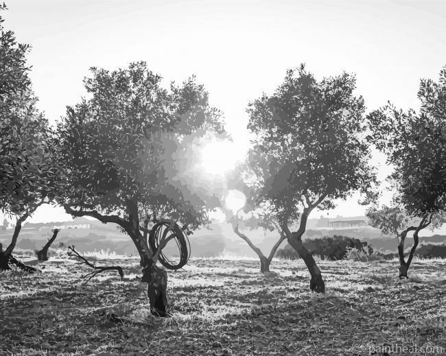 Black And White Olive Trees Painting By Numbers Kits
