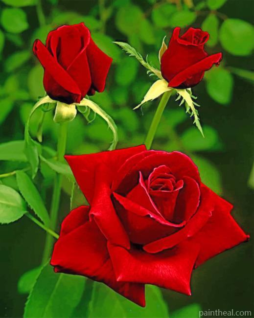 Aesthetic Red Roses Painting By Numbers Kits