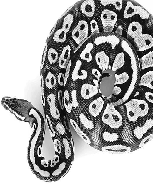 Black And White Royal Python NEW Painting By Numbers Kits