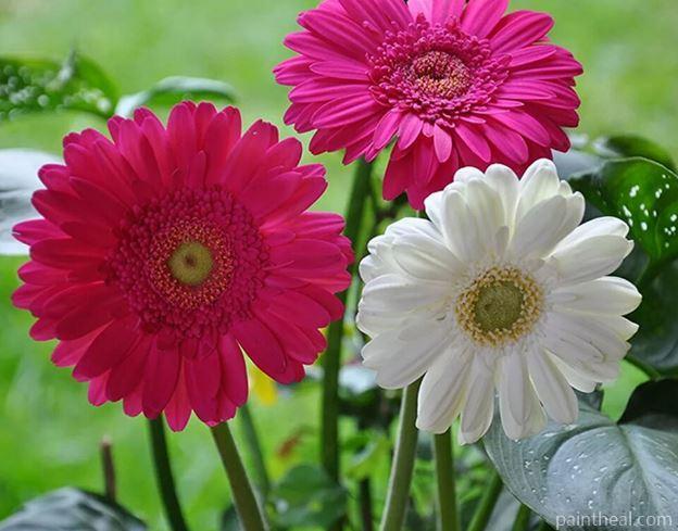 Pink White Daisies Flowers Painting By Numbers Kits