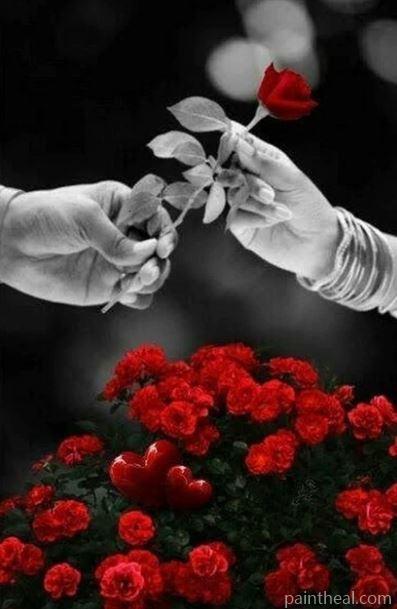 Red Rose Gift Flowers Painting By Numbers Kits