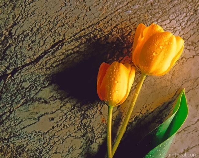 Tulip Flowers With Wet Drops Painting By Numbers Kits