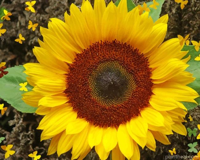 Common Sunflower Painting By Numbers Kits