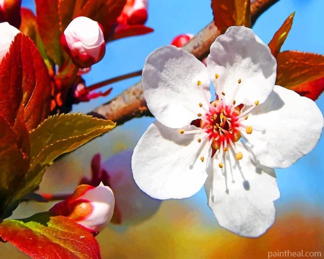 Plum Tree Blossoms Painting By Numbers Kits
