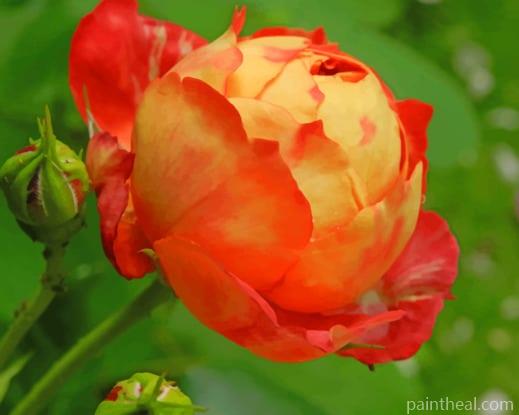 Orange Blossom Rose Painting By Numbers Kits
