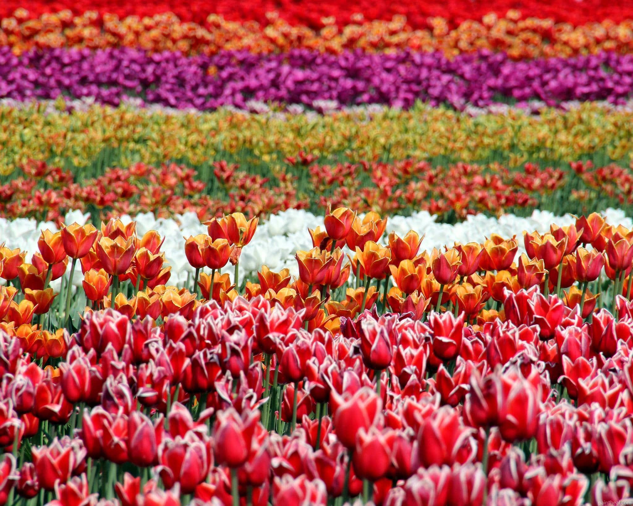 Tulip Flowers Field Painting By Numbers Kits