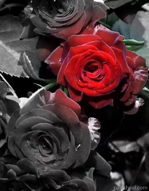 Red And Black Roses Painting By Numbers Kits