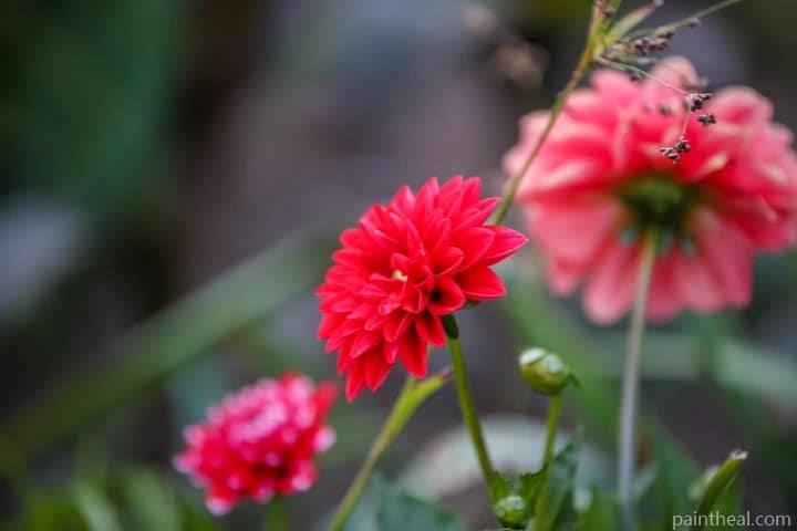 Dahlia Flowers Painting By Numbers Kits