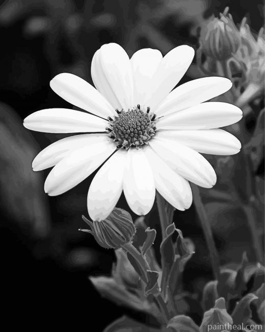 Beautiful Black And White Flowers Painting By Numbers Kits