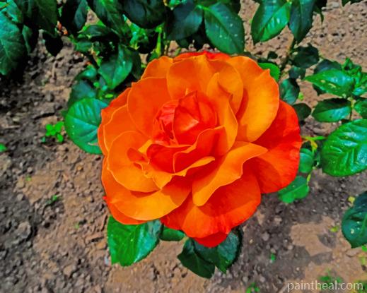 Floribunda Orange Rose Painting By Numbers Kits