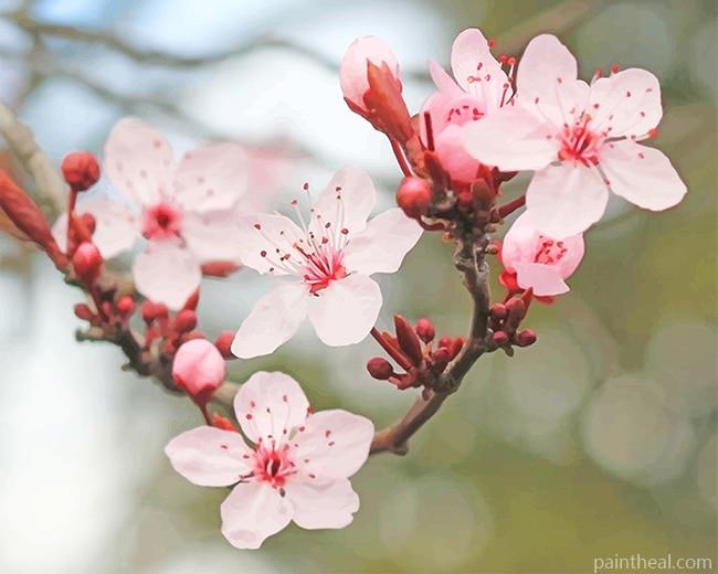Cherry Blossoms Blooming Painting By Numbers Kits