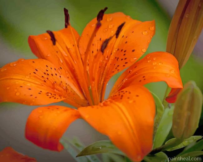 Lily Plant Orange Flower Painting By Numbers Kits
