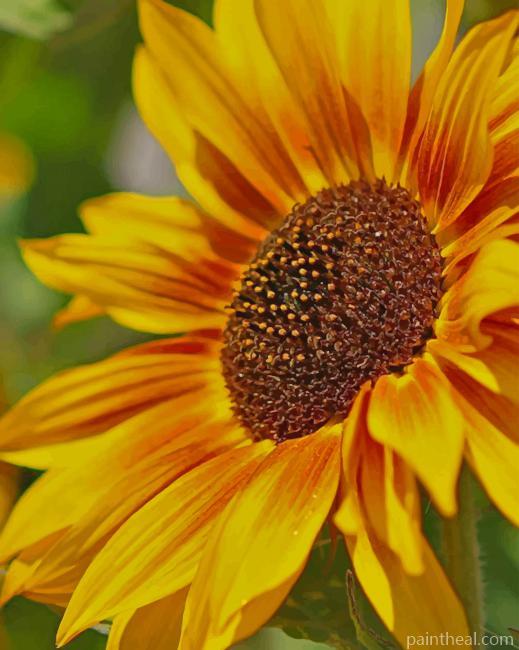 Growing Sunflower Painting By Numbers Kits