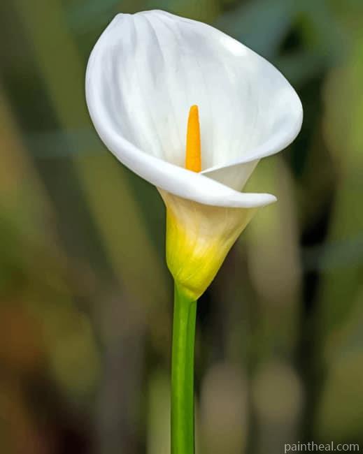 White Lily Flower Painting By Numbers Kits