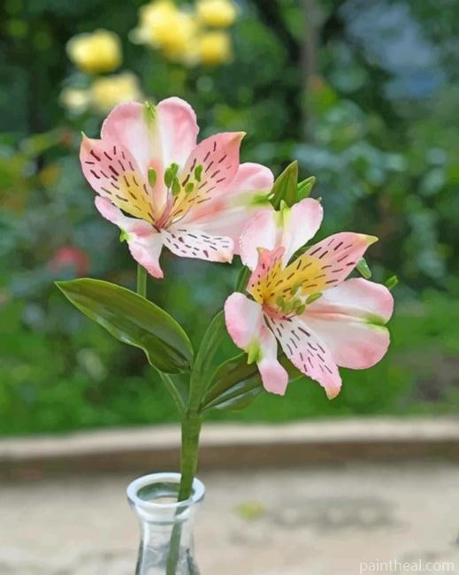 Lily Of The Incas Painting By Numbers Kits