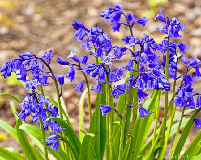 Bluebells Painting By Numbers Kits