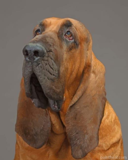 Bloodhound Painting By Numbers Kits