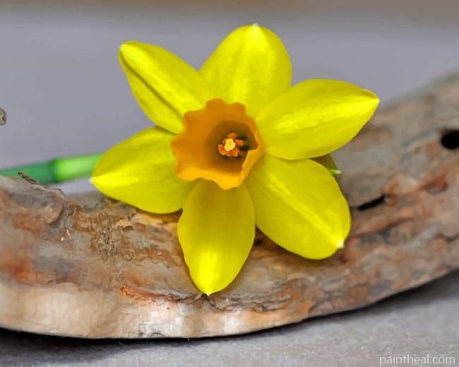 Yellow Single Daffodil Flower Painting By Numbers Kits