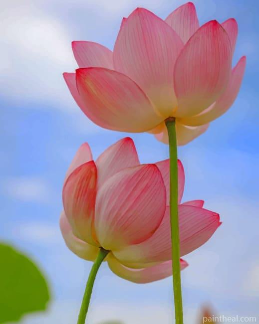 Tulip Flowers Painting By Numbers Kits