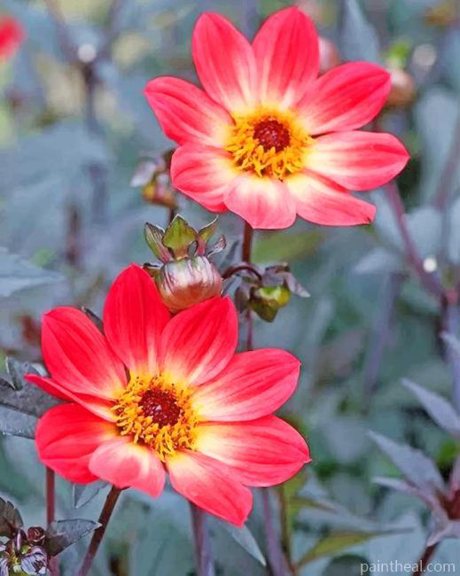 Dahlia Bishop of Llandaff Painting By Numbers Kits