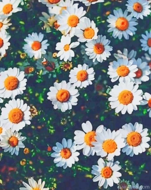 Oxeye Daisies Painting By Numbers Kits