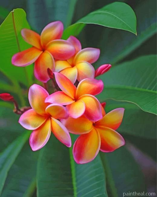 Frangipani Orange Flowers Painting By Numbers Kits