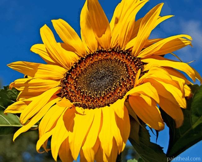 Yellow Sunflower In Sun Painting By Numbers Kits