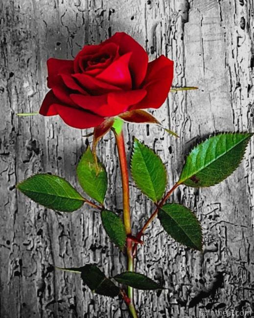 Monochrome Red Rose Painting By Numbers Kits